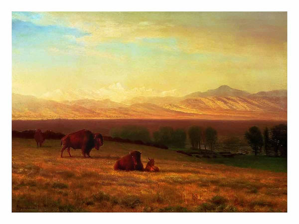 Buffalo on the Plains, c.1890
