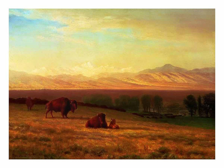 Buffalo on the Plains, c.1890
