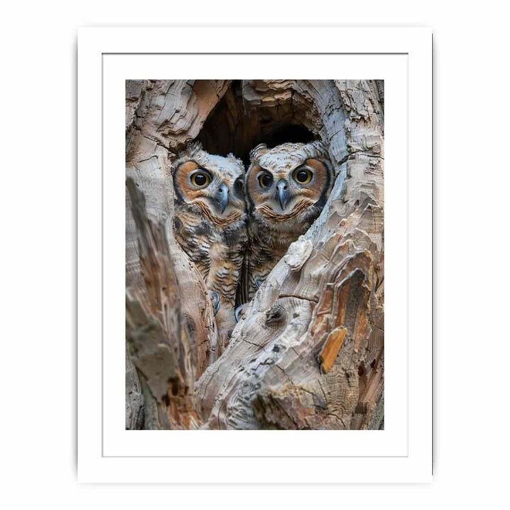 Owlets In Nest Cavity  framed Print