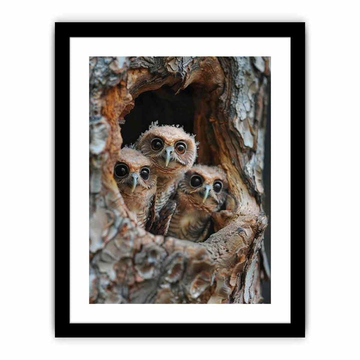 Three Owls framed Print