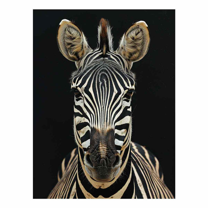 Zebra  Art Print