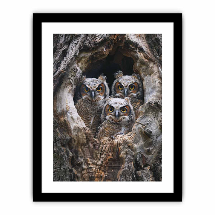 baby owls Art framed Print