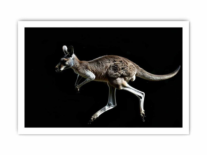 Kangaroo framed Print