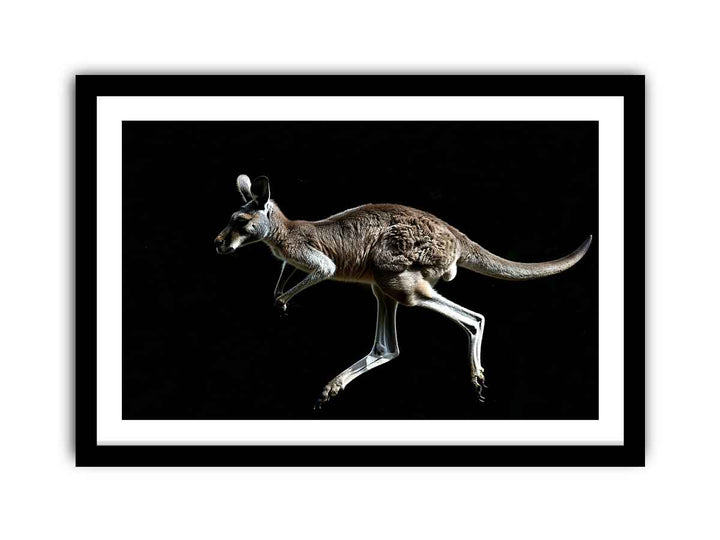 Kangaroo framed Print