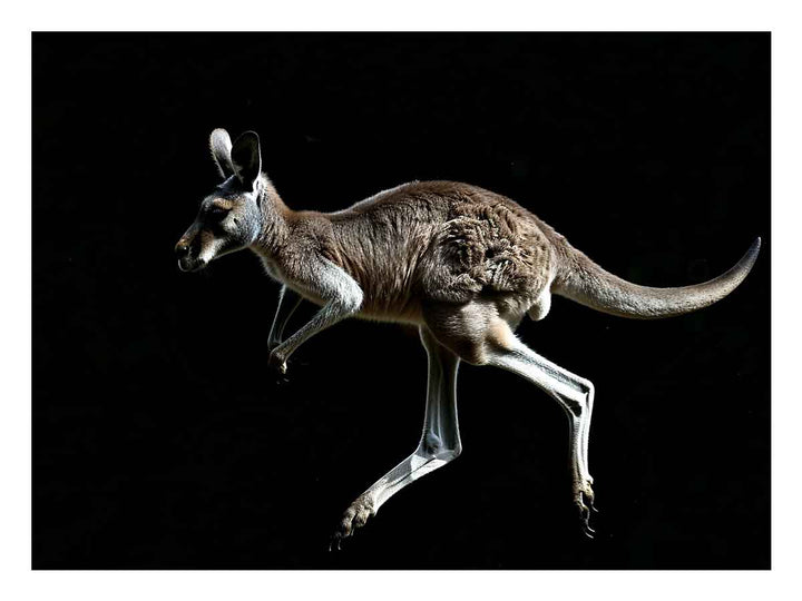 Kangaroo Art Print