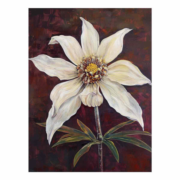 Flannel Flower