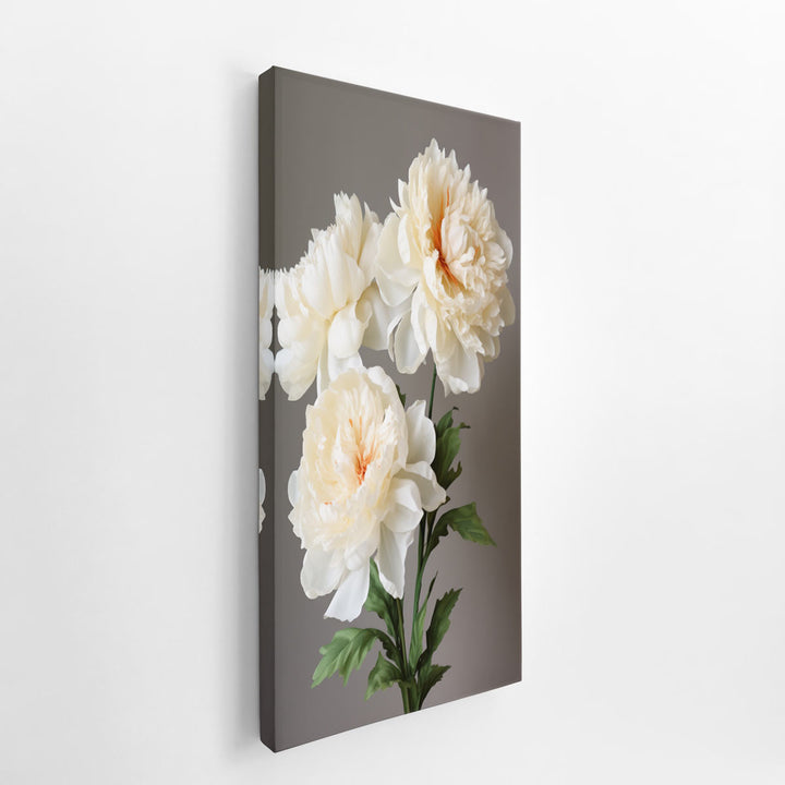 Beautiful White Coral Peony Plant  canvas Print