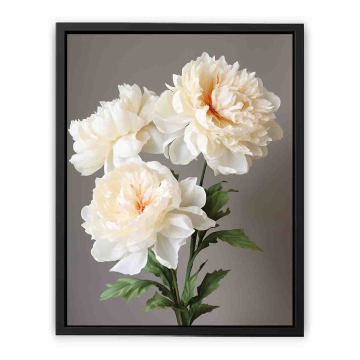 Beautiful White Coral Peony Plant  canvas Print