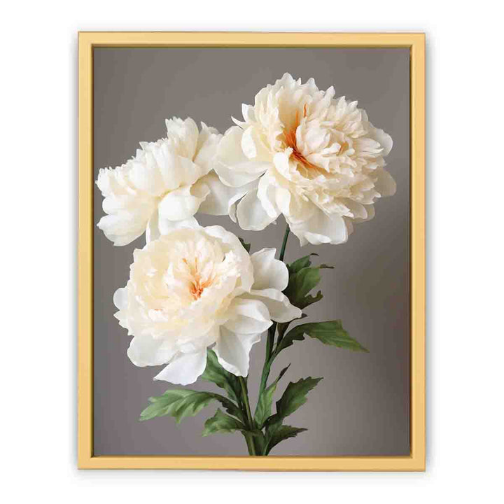 Beautiful White Coral Peony Plant framed Print