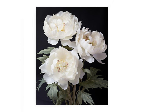 White Coral Peony Flower Art