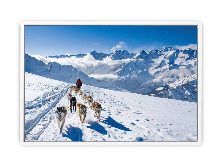 Dog Sledding Framed Print