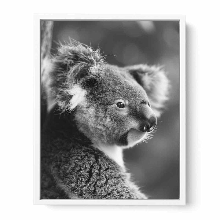 Baby Koala Framed Print