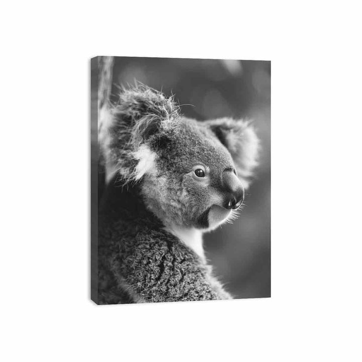 Baby Koala Canvas Print