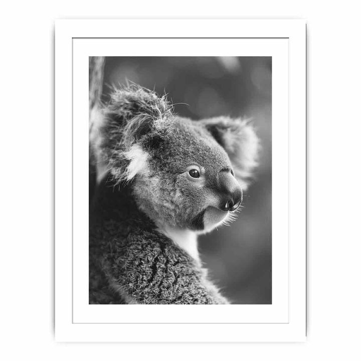 Baby Koala Streched canvas