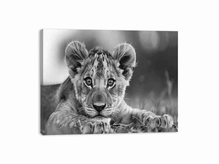 Baby Lion Canvas Print