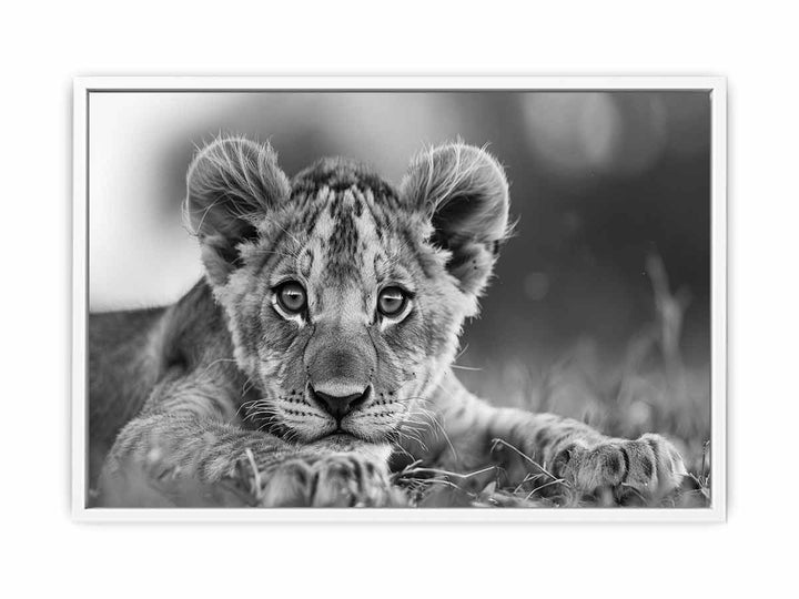 Baby Lion Framed Print