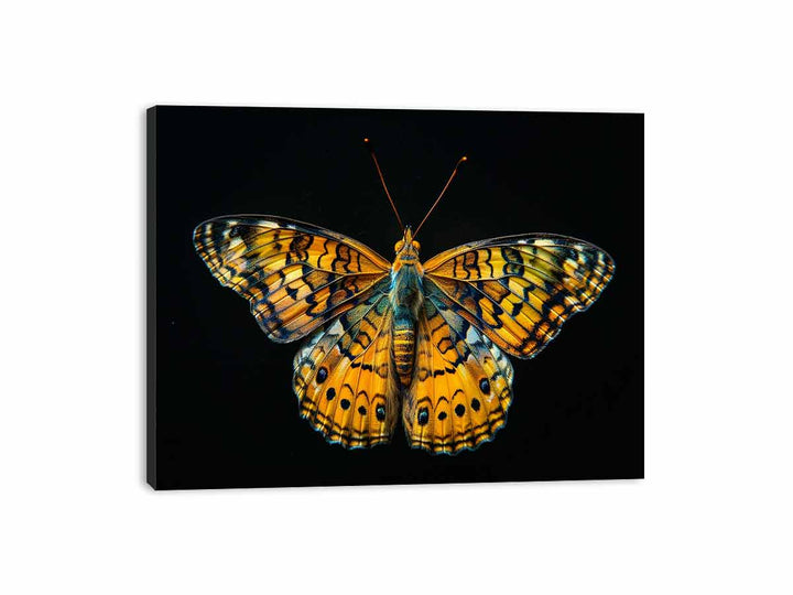 Butterfly Canvas Print