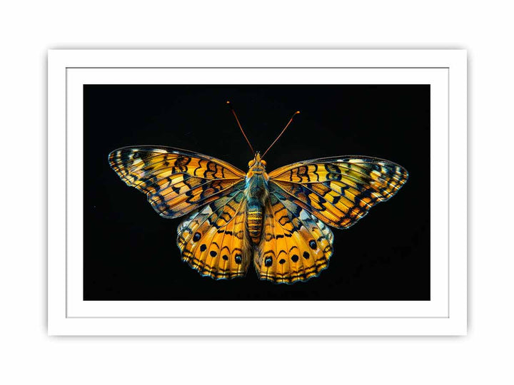 Butterfly Streched canvas