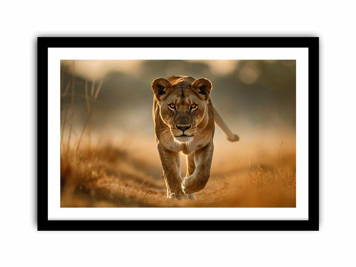 Lioness  Art Print