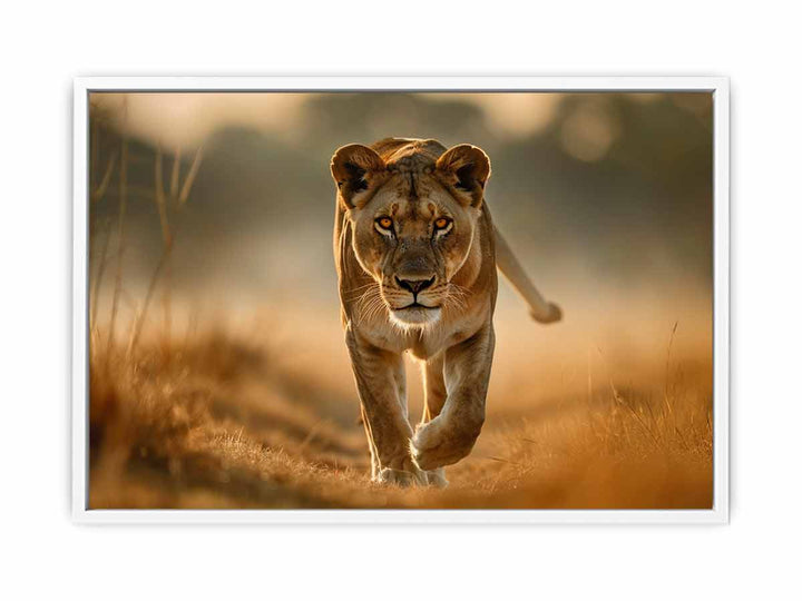 Lioness Framed Print