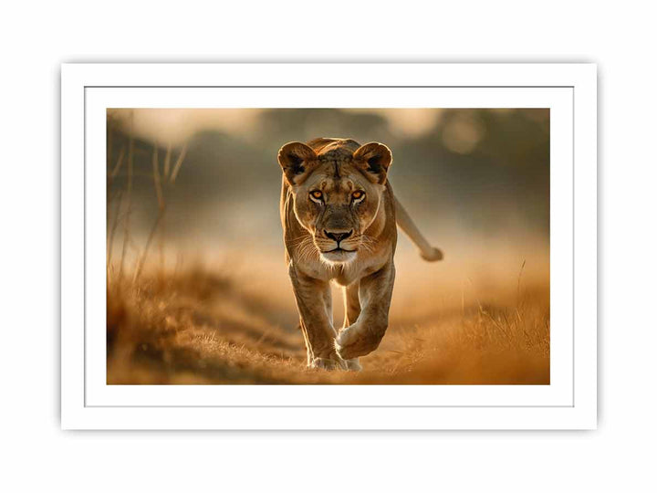 Lioness Streched canvas