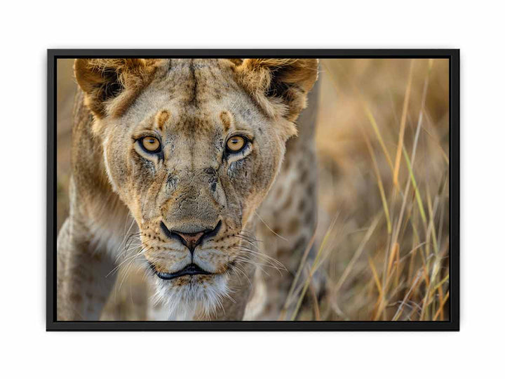 Stalking Lioness  Painting