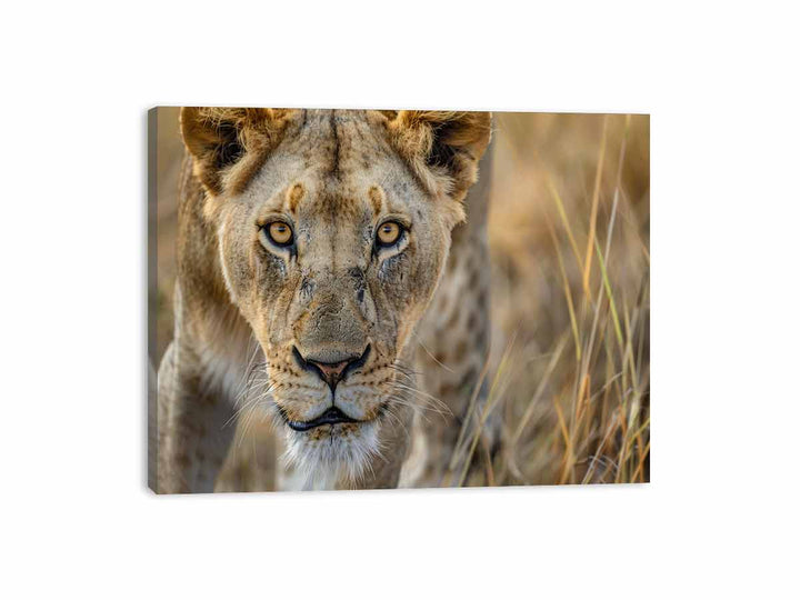 Stalking Lioness Canvas Print