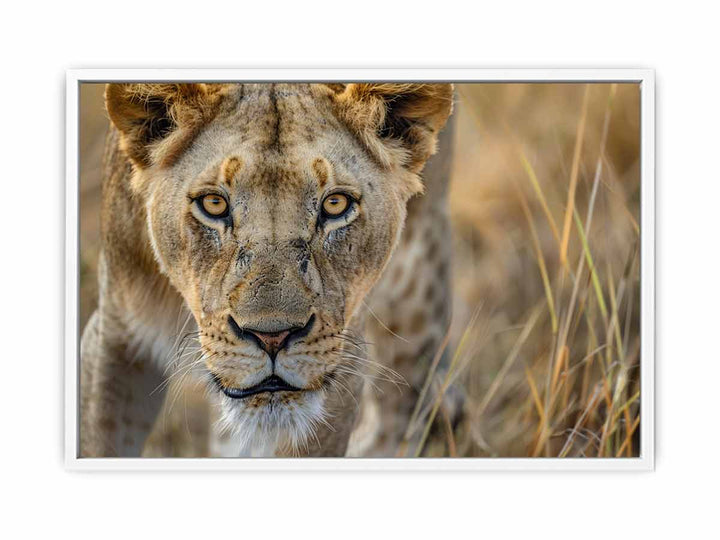 Stalking Lioness Framed Print