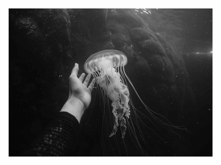 Jellyfish