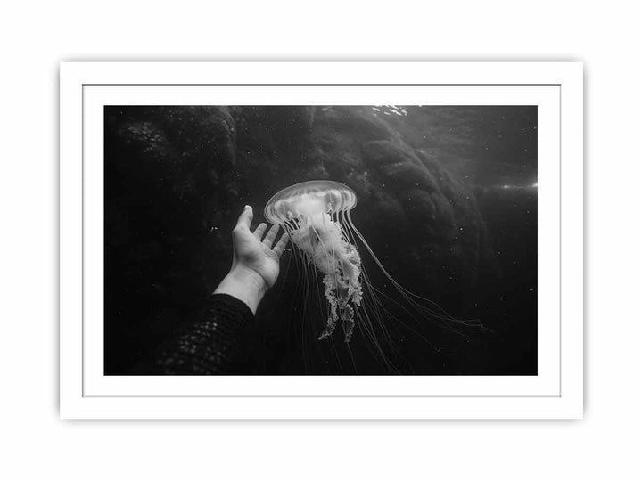 Jellyfish Streched canvas