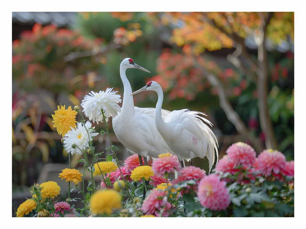 Cranes and Chrysanthemums