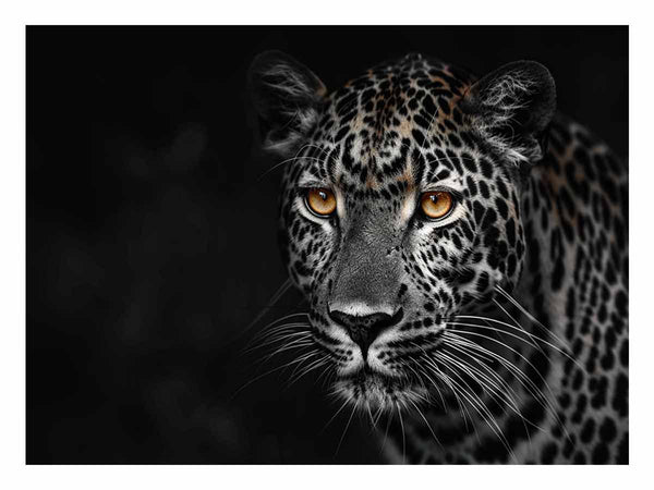 Leopard in Dark