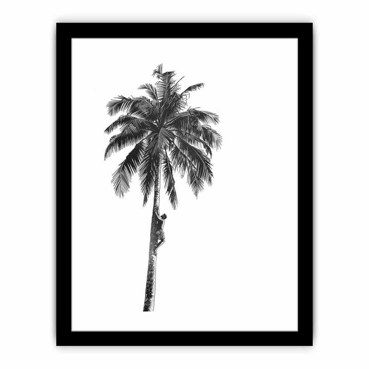 Coconut Tree   Art Print
