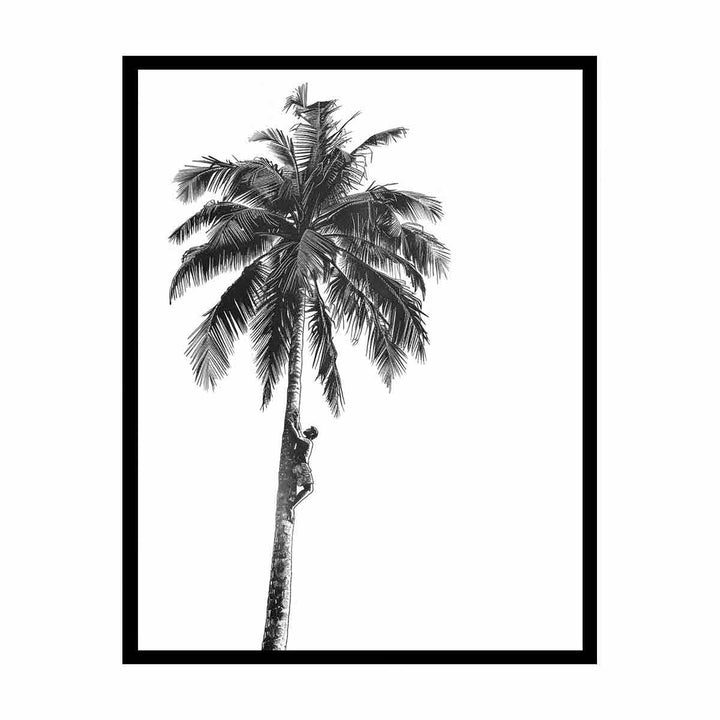 Coconut Tree   Painting