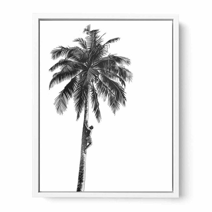 Coconut Tree  Framed Print