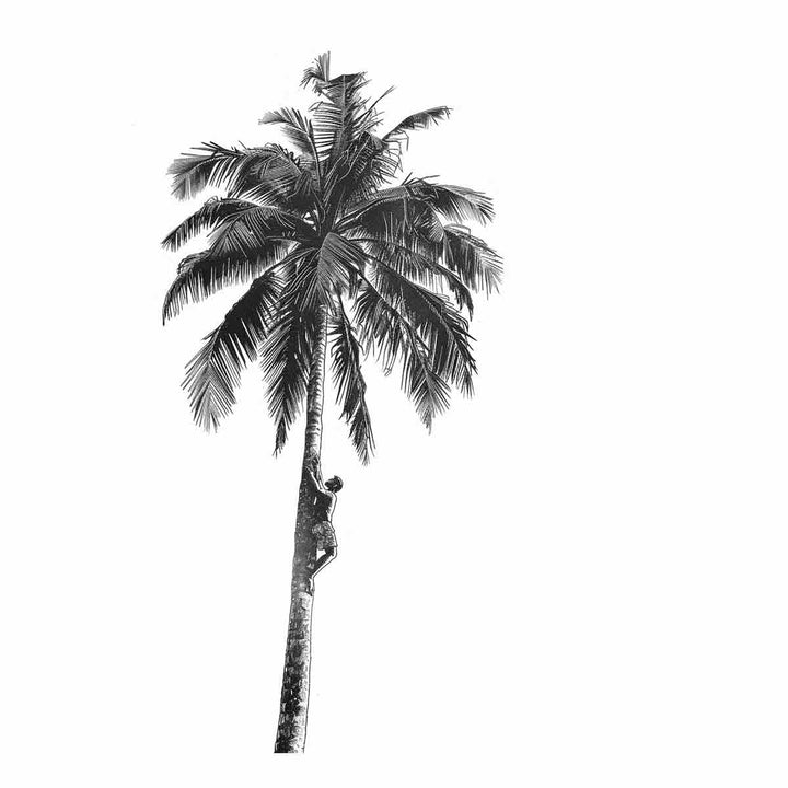 Coconut Tree 