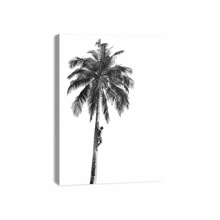 Coconut Tree  Canvas Print