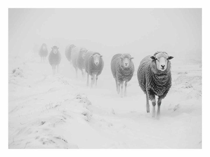 Sheeps in Field