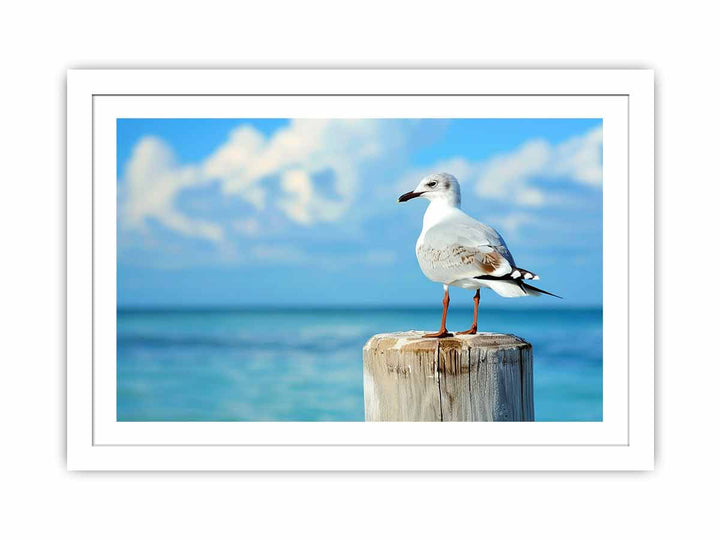 Seagull  Streched canvas