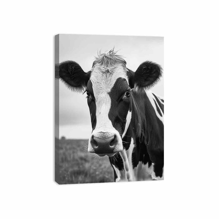 Cow Canvas Print