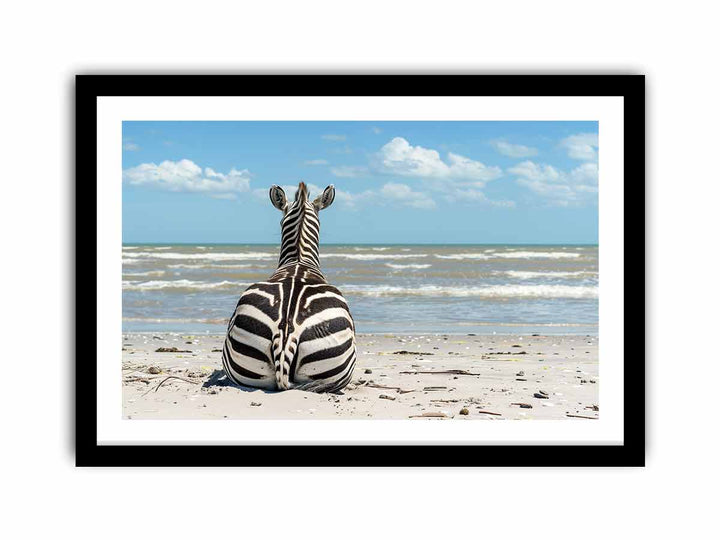 Calm Zebra  Art Print