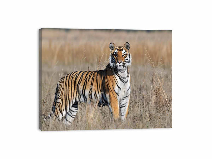 Tiger  Canvas Print