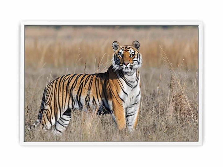 Tiger  Framed Print