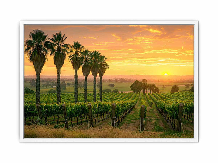 Adeliade  Vineyards Framed Print