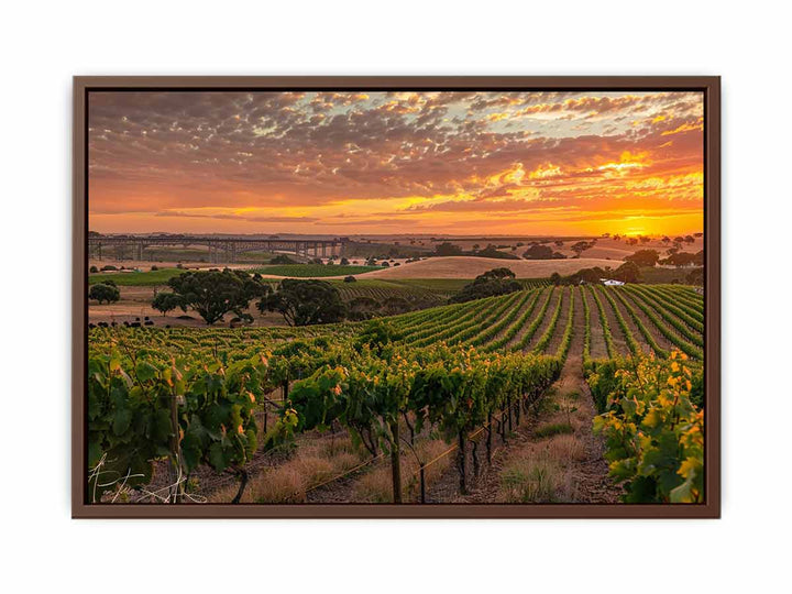 Barossa Vineyards  Poster