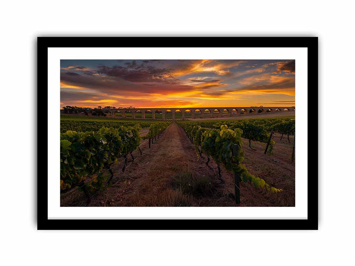 Barossa Vineyards   Art Print