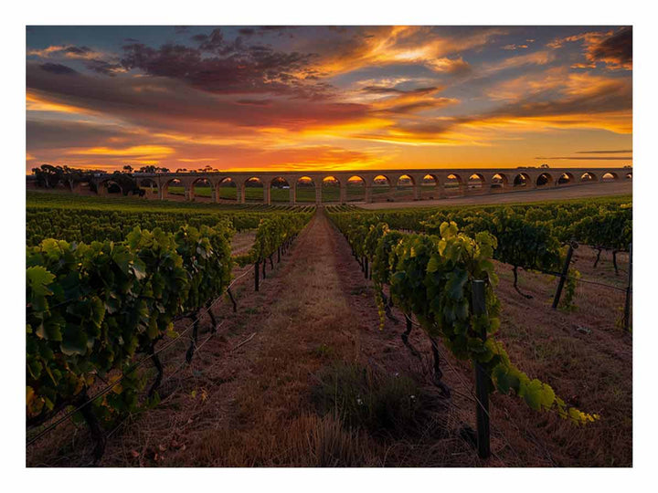 Barossa Vineyards 