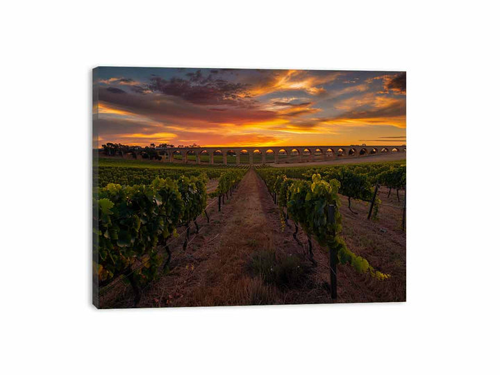 Barossa Vineyards  Canvas Print