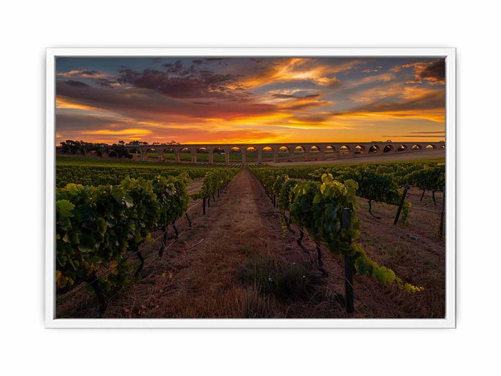 Barossa Vineyards  Framed Print