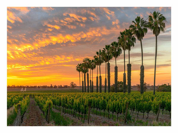 Barossa Vineyards 